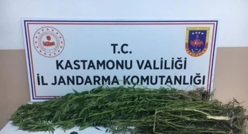 Kastamonu’da kenevir yetiştiren şahıslara operasyon: 3 gözaltı
