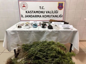 Kastamonu’da saksıya ekilmiş halde çok sayıda skunk bitkisi ele geçirildi: 1 gözaltı
