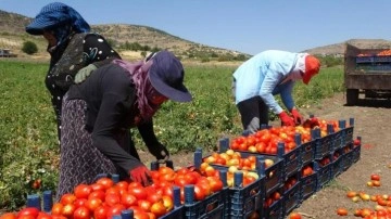 Kavurucu sıcak altında domates hasadı devam ediyor