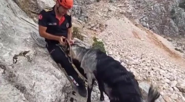 Kayalıklarda mahsur kalan keçiler kurtarıldı
