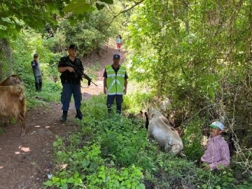 Kaybolan keçiler, jandarma ekiplerince bulunup sahibine teslim edildi