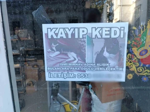 Kayıp kediyi bulana para ödülü
