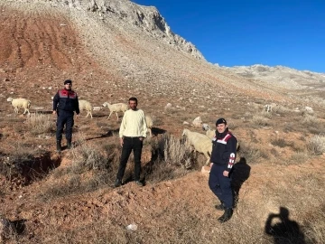 Kayıp Koyunlar Bulundu
