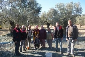 Kaymakam Özderin zeytin hasadına katıldı
