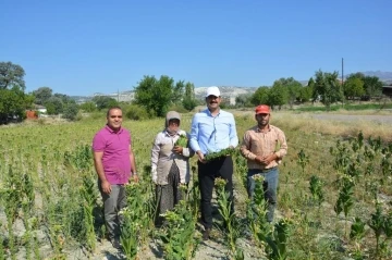 Kaymakam Yıldırım tarlada tütün kırdı
