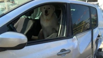 Kaza sonrası korkan köpek araçtan inemedi