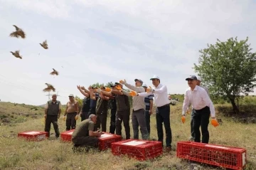 Keban’da 500 keklik doğaya salındı

