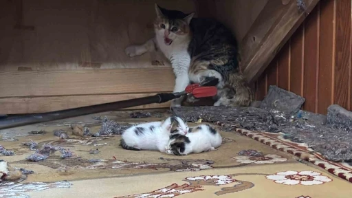 Kedi vaaz kürsüsünün altına yavruladı
