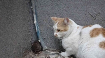 Kedinin fare ile oyunu
