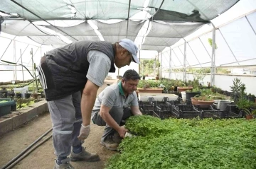 Kemer Belediyesi’nin yetiştirdiği sebze fidanları halkla buluşmaya hazırlanıyor
