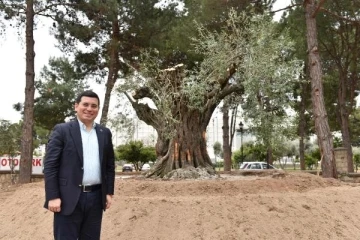 Kepez caddelerine 30 bin zeytin ağacı dikiliyor