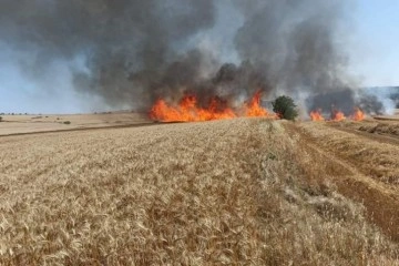 Keşan'da 30 dönüm buğday ekili arazi kül oldu