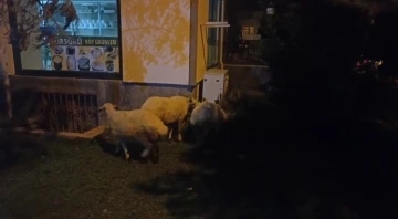 ’Kesilmekten kaçan’ koyunlar belediye ekipleri tarafından yakalandı
