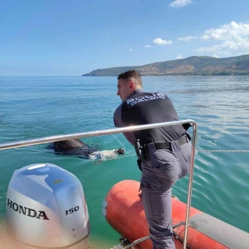 Kesilmemek için kaçan manda Van Gölü’ne düştü
