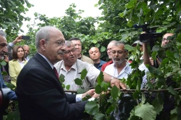 Kılıçdaroğlu: &quot;Fındık Karadeniz Bölgesi’nin stratejik ürünüdür&quot;
