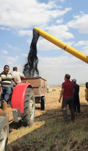 Kilis Çörek Otu hasadına başlandı