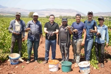 Kilis’te sınırın sıfır noktasında üzüm hasadı başladı
