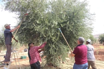 Kilis’te zeytin hasadına yağmur engeli
