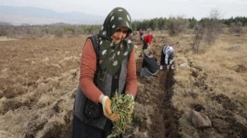 Kilogramı 2 bin liradan satılıyor: Köylülere ek gelir olacak