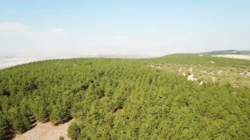 Kırıkkale’de ormanlık alanlara giriş yasağı

