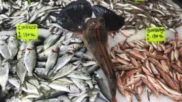 Kırlangıç balığı kilosu 250 liradan tezgahta yerini aldı