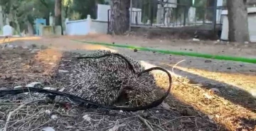 Kirpiyi iple mezarlığa bağladılar
