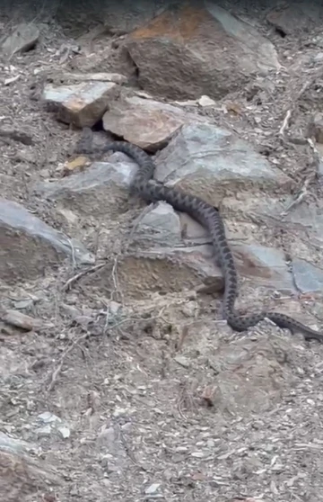 Kış uykusuna yatmak için yuva arayan yılan Eskişehir’de görüntülendi
