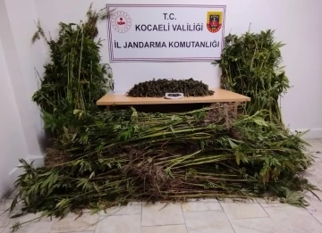 Kocaeli’de jandarma bin 280 kök kenevir ile 11 kilo uyuşturucu ele geçirdi
