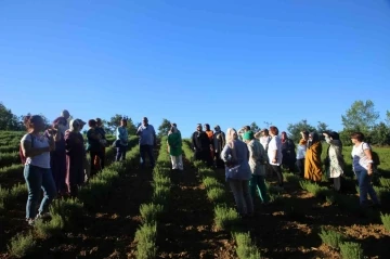 Kocaeli, tıbbi ve aromatik bitki üreticiliğinin merkezi olma yolunda
