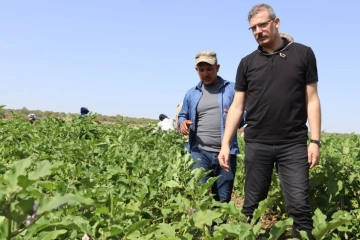 KÖKÇÜOĞLU PATLICAN HASADINA KATILDI! "ŞİMDİ EMEĞİMİZİN KARŞILIĞINI ALMA ZAMANI"