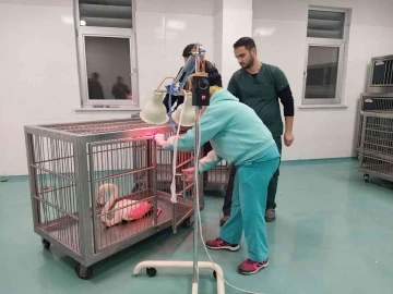 Konya’da göl kıyısında yaralı bulunan flamingo koruma altına alındı
