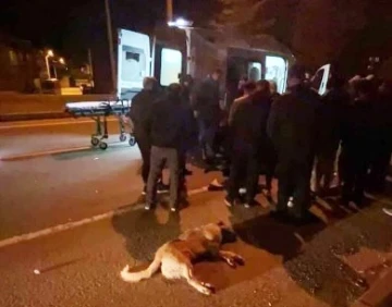 Köpeğe çarpan motosiklet sürücüsü yaralandı
