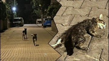 Köpek terörü yine hayvanları vurdu... Yavru kediyi parçaladılar!