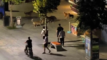 Köpekler birbirlerine saldırdı, vatandaşlar yoldan geçemedi
