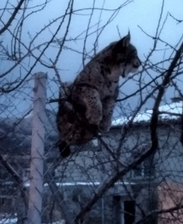 Köpeklerden kaçan vaşak tel örgüde asılı kaldı, görenler şaşkınlık yaşadı
