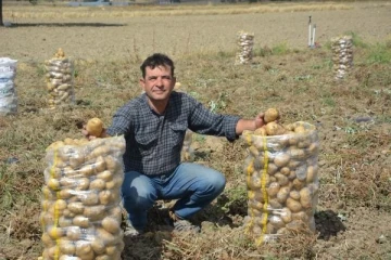 Korkuteli'de patates hasadı sona erdi