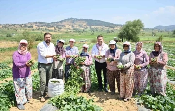 Kornişon salatası binlerce aileye ekmek kapısı oldu
