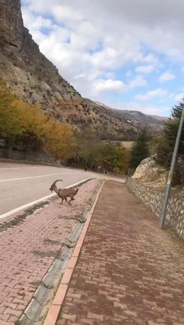 Koruma altındaki dağ keçileri kent merkezinde görüntülendi
