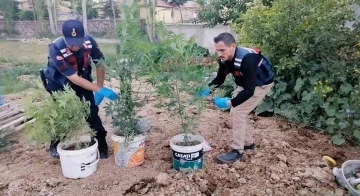 Kova kova kenevir ekimine jandarma baskını
