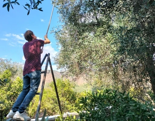 Köyceğiz’de zeytin hasadı başladı
