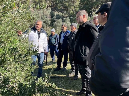 Köyceğiz’de zeytinde uygulamalı budama eğitimi verildi
