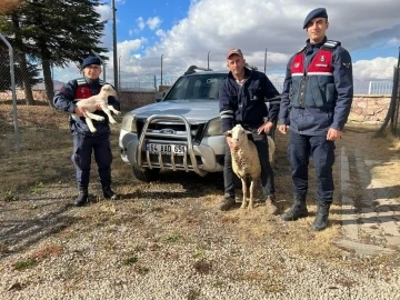 Koyun ve kuzusu anız yangınından son anda kurtarıldı
