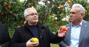 Kozan Belediyesinden halka açık narenciye bahçesinde ilk hasat