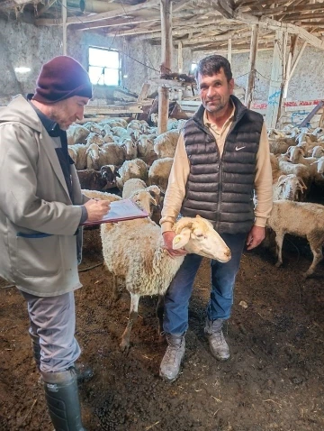 Küçükbaş hayvan destekleme tespit çalışması sürüyor
