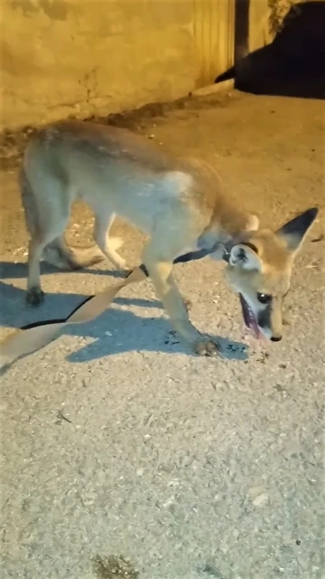 Kümeste yakalanan tilki doğaya salındı
