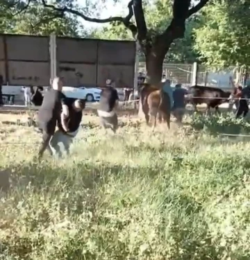 Kurbanlık danayı zapt etmeye çalıştılar
