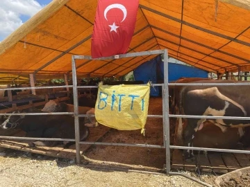 Kurbanlıkların büyük bölümü satıldı, satıcılar çadırlara ‘ Bitti’ yazısı astı
