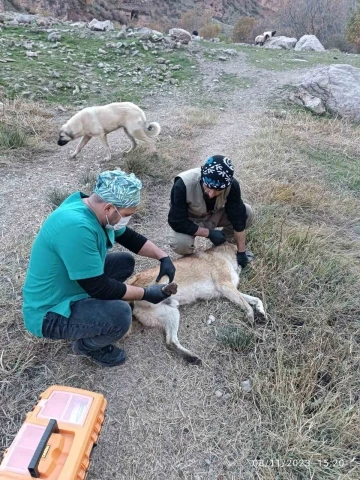 Kurtların saldırdığı can dostlara kuduz aşısı yapıldı
