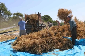 Kuru bezelye mutfağa giriyor
