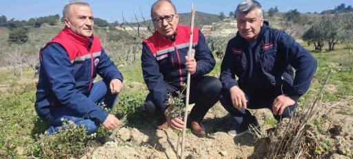 Kuşadası ve Didim’de 540 adet sakız fidanları toprakla buluştu
